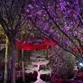 Photos: Sakura Matsuri @ Flower Dome
