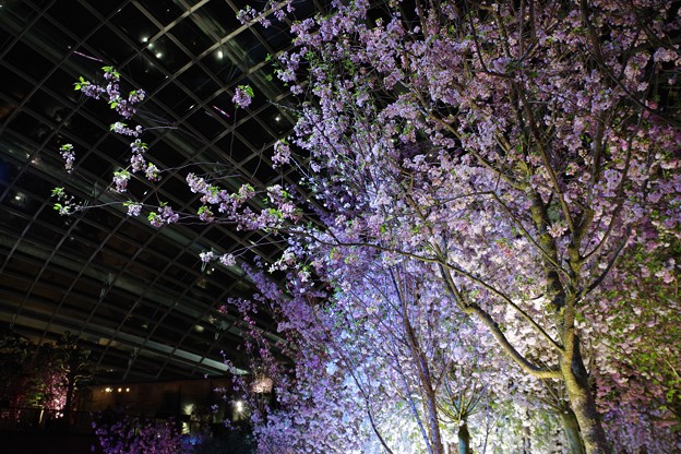 Photos: Sakura Matsuri @ Flower Dome
