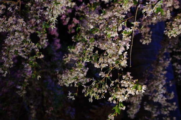 Photos: Sakura Matsuri @ Gardens by the Bay