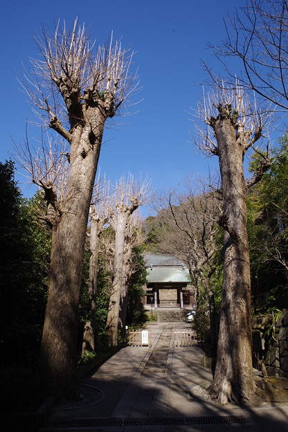 Photos: 円覚寺