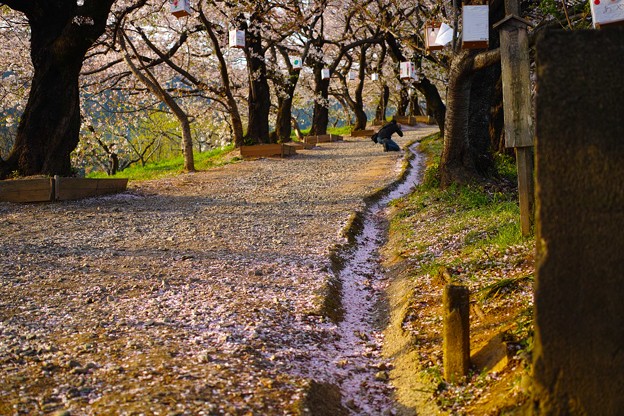 夕月神社の桜