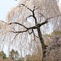 Photos: IMG_3394京都御所（京都御苑）・出水の糸桜