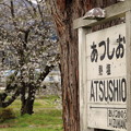 桜と駅名標