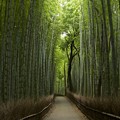 Photos: 京都嵯峨野の竹林