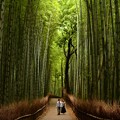 嵯峨野の竹林を歩く