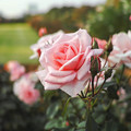 新宿御苑のピンクの薔薇CloseUp