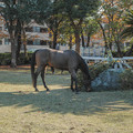Photos: 秋の馬