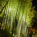 Bamboo in the night