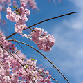 京都の植物園の中の桜