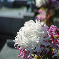 Photos: 白い仏花