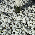 白い石と白い花