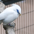 カンムリシロムクという絶滅危惧種の白い鳥