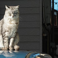 ご近所猫の日光浴1
