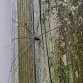 Photos: 脚が八本あるからといって蜘蛛とは限らないことを初めて知りました