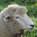 Photos: リーゼント羊