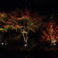 大磯紅葉ライトアップ2012@NIKON-D5100-1