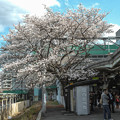 駅のホームに桜が生えているというのは