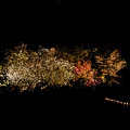 二条城の夜桜2011-1