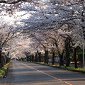 Photos: 永遠に続いている様な桜のトンネル