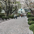 横浜の桜は散り始めています