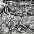 Photos: 木の「血管」（爆）