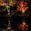 大磯紅葉ライトアップ2012@二本の樹木と反映