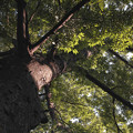 Photos: 鬼子母神の境内にある大樹
