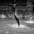 イルカと一緒にジャンプ！1@EPSON品川アクアスタジアム12
