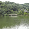 横浜の三渓園の池が緑で埋め尽くされていた頃