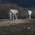 陽光に映える白馬たち