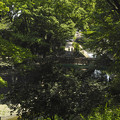 東京都杉並区を流れる善福寺川で散策する
