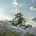 掛川城の桜