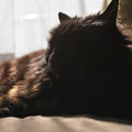 Photos: 黒潰れ逆光猫