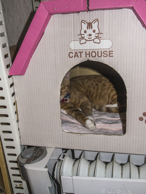 Cat House