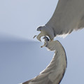 白孔雀の飛翔（嘘）