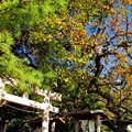 油壺･白髭神社