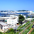 Photos: 横須賀線・横須賀～田浦