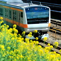 お花見電車（中央線バージョン）