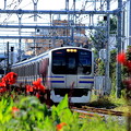 お花見電車～横須賀線バージョン