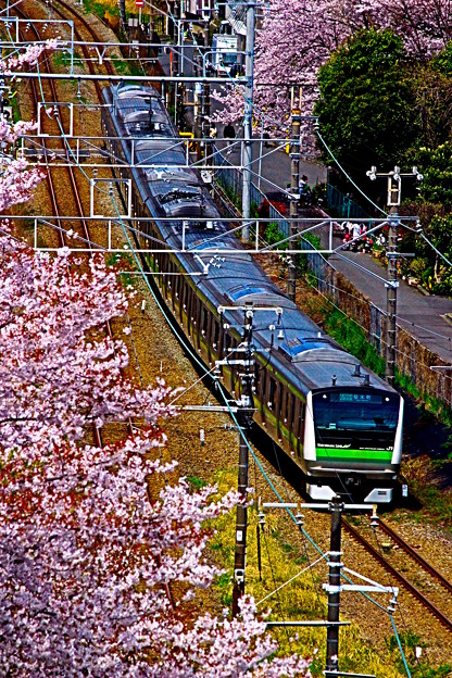 お花見電車～JR横浜線バージョン～