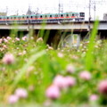 お花見電車～東急田都バージョン～