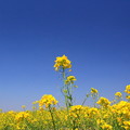 茨城 Hyper Yellow Spring