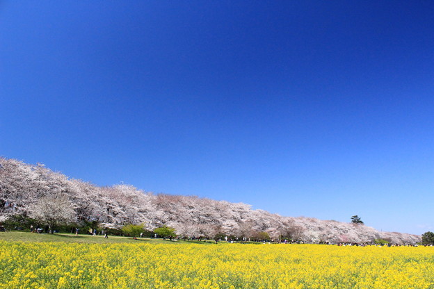 Photos: 桜の堤