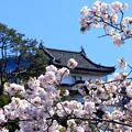 江戸城の桜