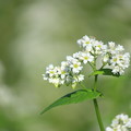 White Soba Flower