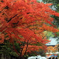 秋雨紅葉