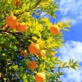 Photos: Summer Orange