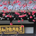 Photos: 早春の桜
