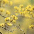 Photos: Early Spring Yellow