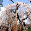伏姫桜